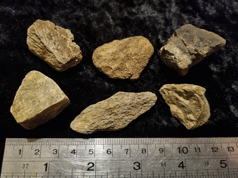 Fossil Triceratops Bone Fragment