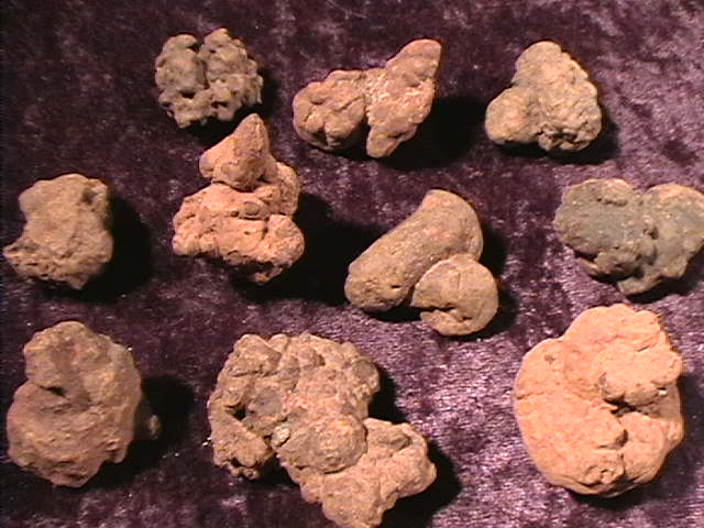 Coprolite - Small