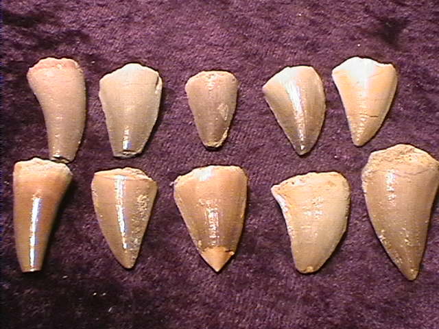 Fossil Mosasuaur Tooth