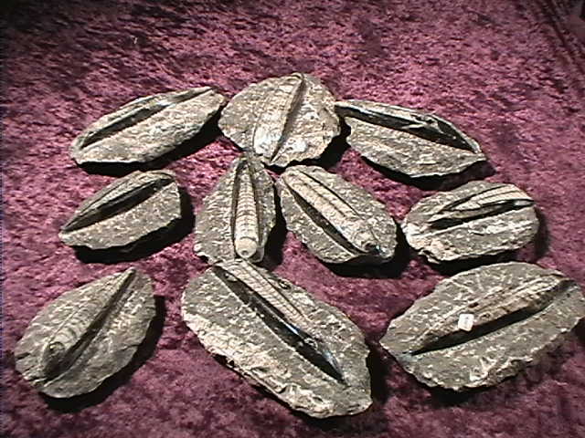 Fossil Orthoceras on Matrix