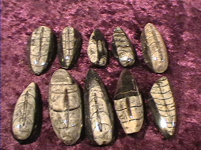 Fossil Orthoceras - Small