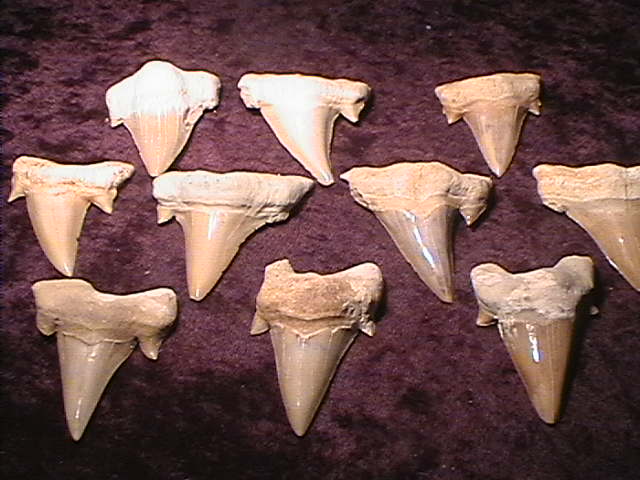 Fossil Shark Teeth - Large